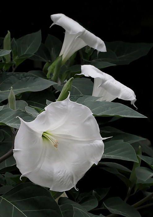 Лунный цветок, душистые белые цветы в помещении. Пышный белый или розовый букет ромашек, фото редких растений
