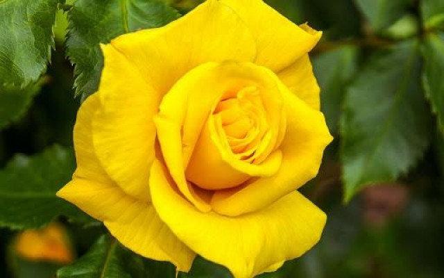 Желтые цветы: лесные цветы с желтым оттенком, дикие желтые розы. Собрать шикарный букет тюльпанов, роз или ромашек